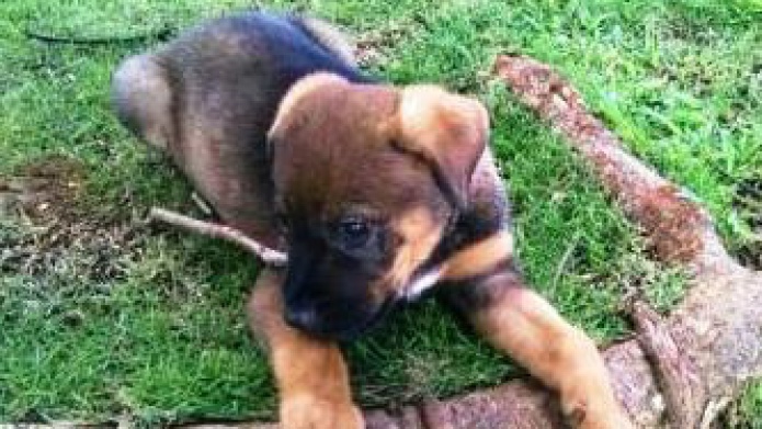 Cargos contra Mujer que Abandono un cachorro de dos Meses en un ZafacÃ³n 