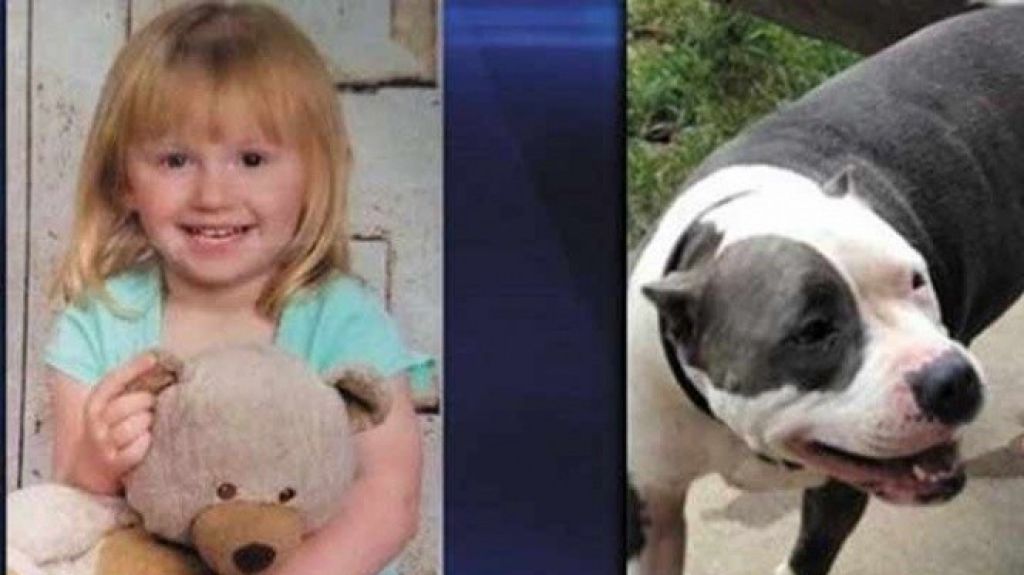  Niña de dos años es rescatada por su perrita pitbull 