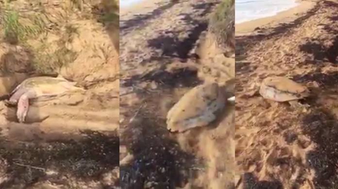 Rescatan Carey en Humacao que no podÃ­a regresar al mar