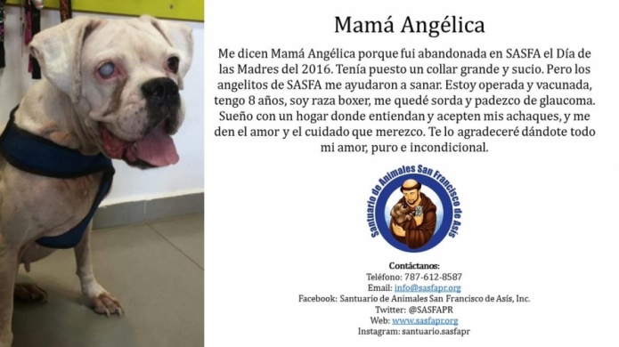 MamÃ¡ AngÃ©lica busca un hogar 