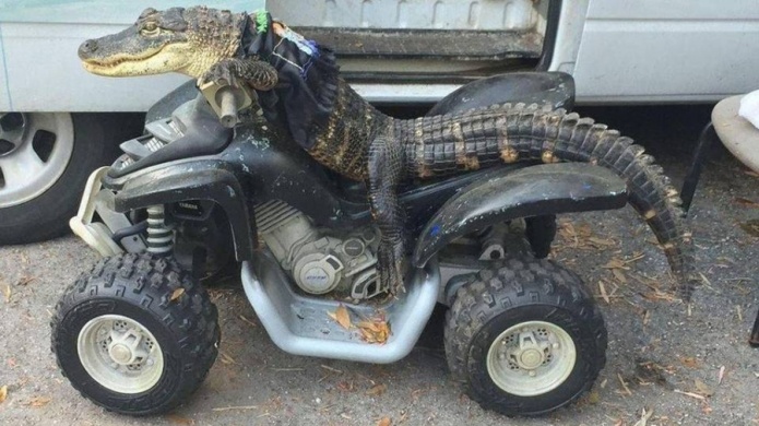 Video: Rambo "el caimÃ¡n" puede quedarse a vivir con su madre humana