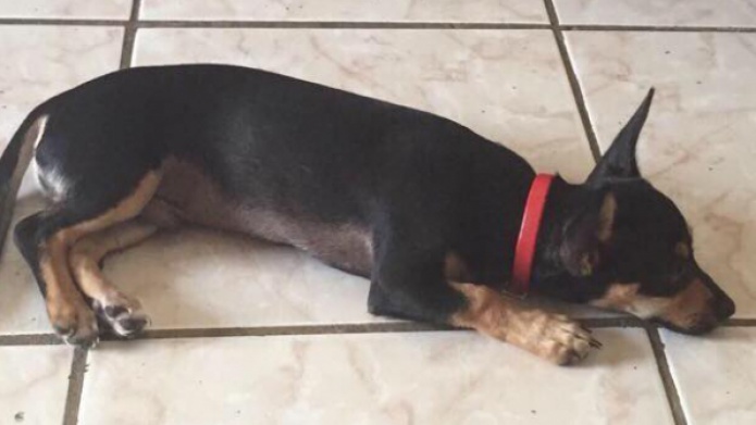 Se Busca a HÃ©rcules 