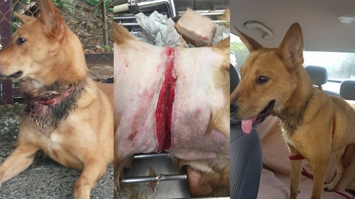 Video: Llena de vida "Sugar" perrita que por poco pierde el cuello en Cupey 