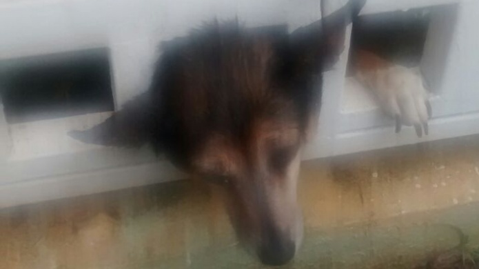 BOMBEROS AYUDAN A PERRA QUE QUEDÃ ATRAPADA EN REJA EN TRUJILLO ALTO