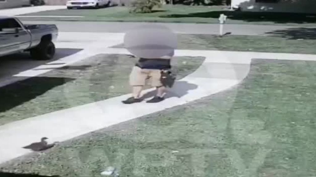  Video: Investigan empleado de AT&T que pateó un pato 