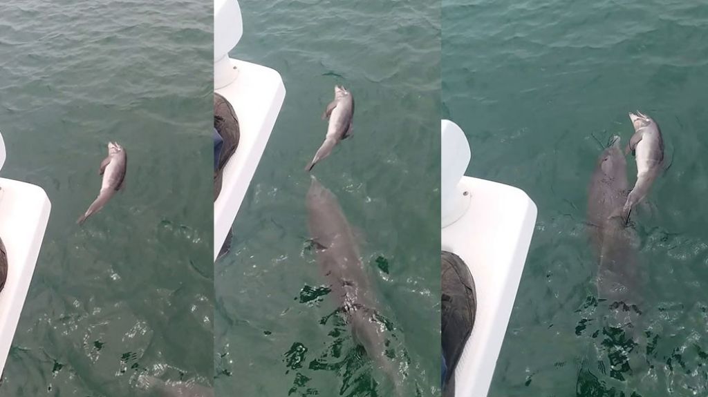  Captan en Fajardo la muerte de un delfín bebe por una lancha rápida 