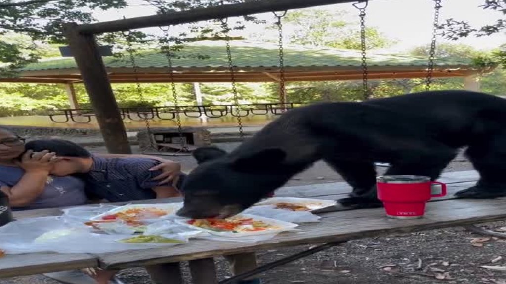  Video: Un oso sorprende a una familia y se roba su comida 