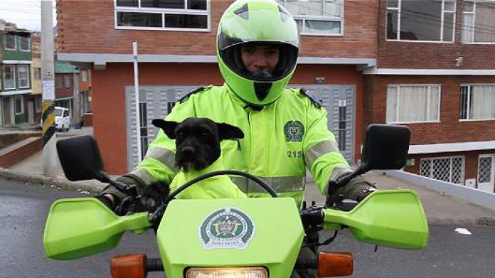 Video: El policÃ­a de cuatro patas de BogotÃ¡, Colombia