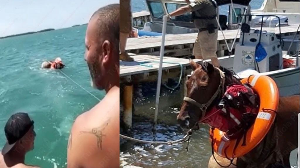  Video del momento en que rescatan un Yegua que nadaba en el mar cerca de la Parguera en Lajas 