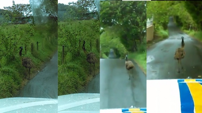 Video: ExÃ³tica ave "ÃandÃº" corre desorientada por carretera de Hatillo