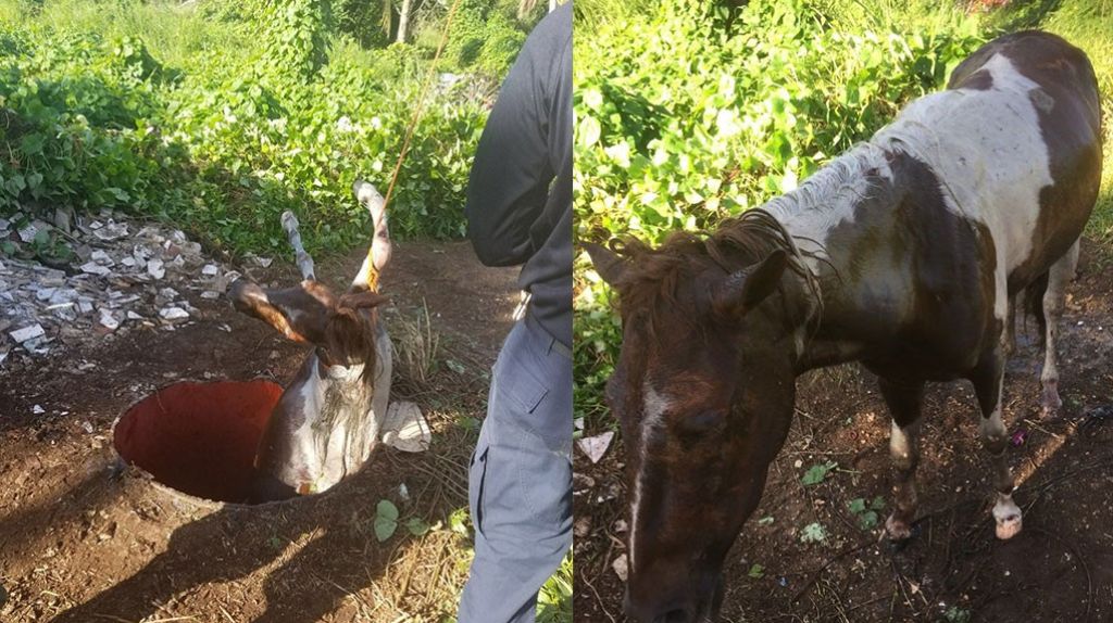 Agentes de Fura rescatan un caballo en San Juan 