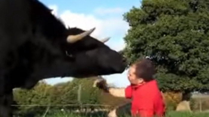 Video: hombre muestra la inocencia de un Toro, juega con el como si fuera un perro 