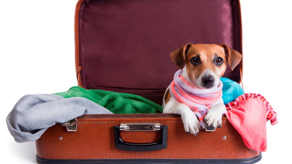  9 de cada 10 usuarios prefieren ir de vacaciones con su perro 