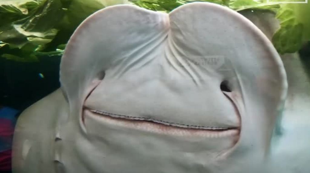  Video: ¿Alguna vez has visto una mantarraya comer lechuga? 