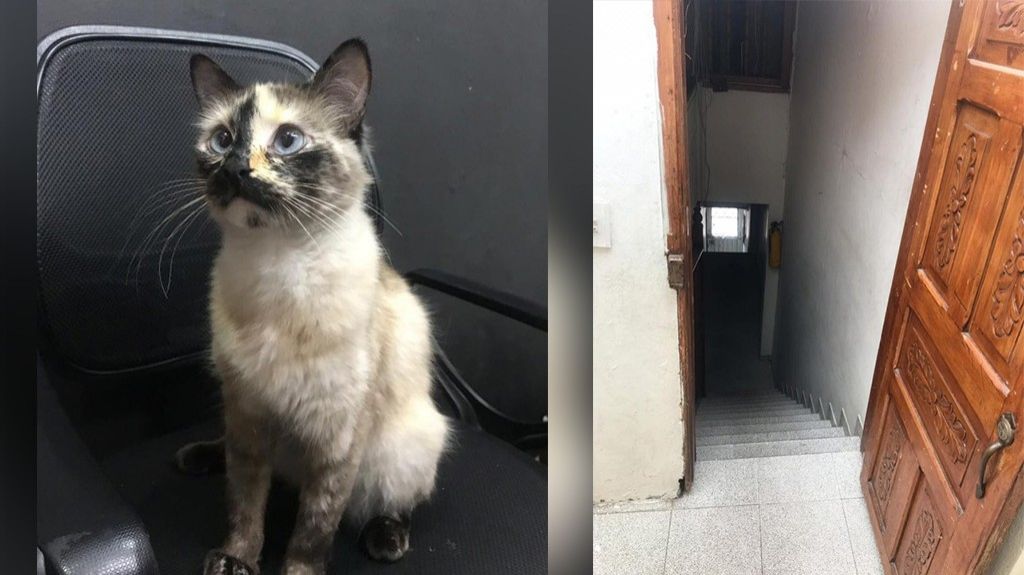  VIDEO: Gatúbela salva a un bebé de caer por unas escaleras 