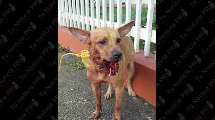 Se busca responsable de desfigurar la mandÃ­bula a un perro en San Juan