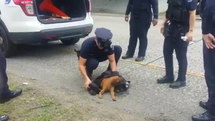 (VIDEO) PolicÃ­as municipales de Guaynabo rescatan Perro herido en expreso MartÃ­nez Nadal