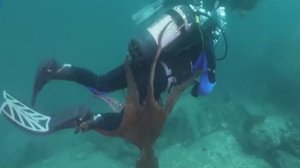  Video: Pulpo gigante ataca a un buzo 