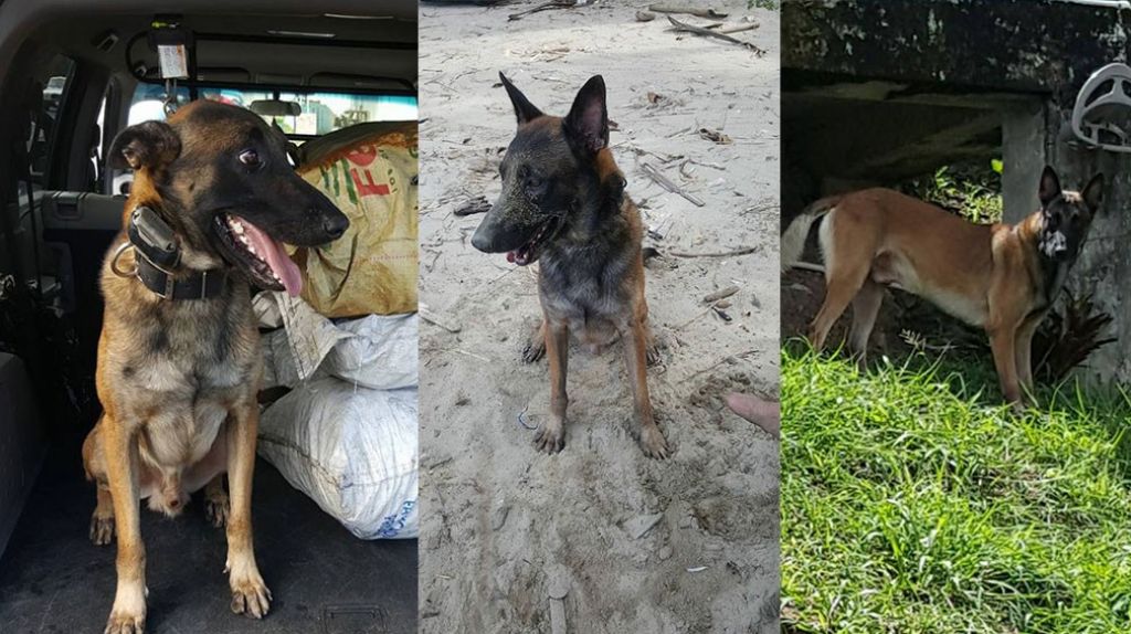  Ayuda: Se Busca a “Mako” perdido en el área de la numero 1 en Caguas 