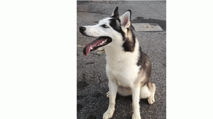 PolicÃ­as evitan que un can muera atropellado en el expreso 