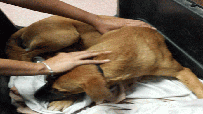 Solicitan ayuda para "Locky" un perrito herido 