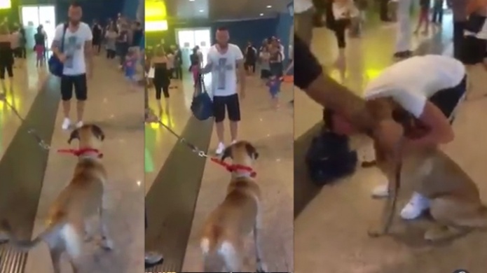  Emocionante video: Un perro se encuentra con su dueÃ±o luego de haberse ido a la guerra 