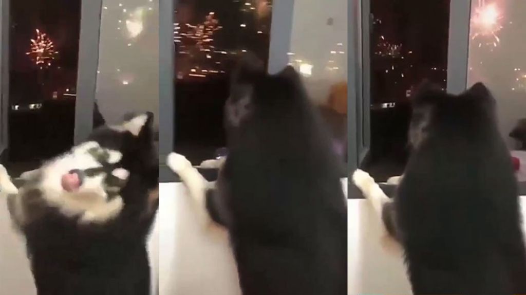  Video: A este perro le encantan los fuegos artificiales 