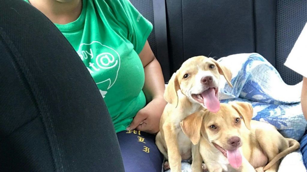  Conviértete en un héroe del bienestar animal y apoya la esterilización de las mascotas 