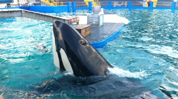 Alcalde de Miami Beach insta a liberar a orca Lolita tras 47 aÃ±os cautiva