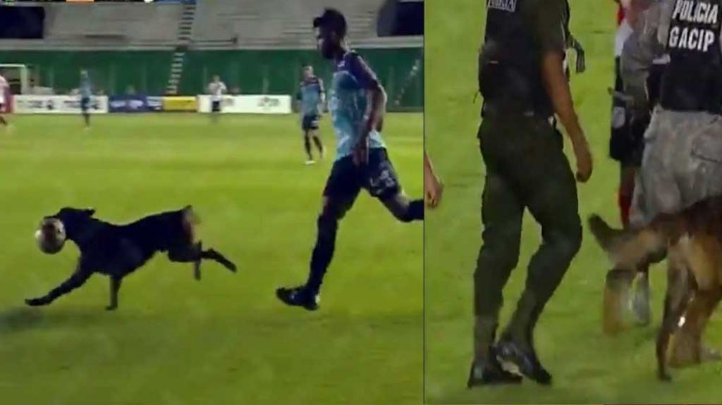  Video: K-9 de la policía se cansó de ver el partido de fútbol y se adueñó de la pelota 