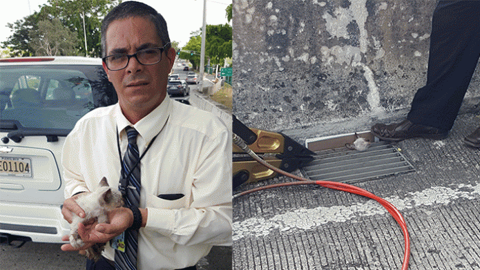 Agentes rescatan un gatito atrapado de una alcantarilla en Hato Rey 