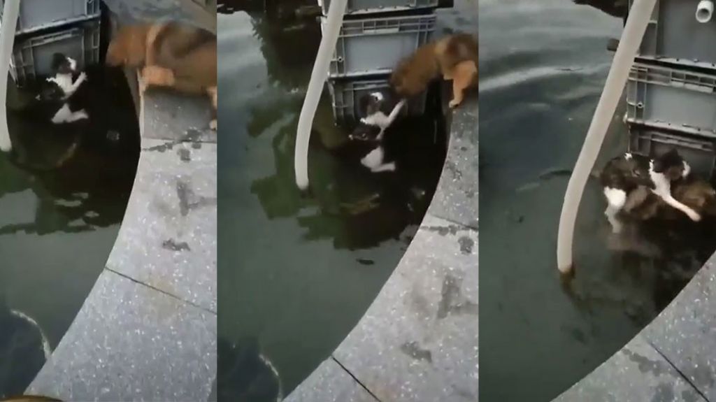  Video: impresionante rescate de un perro a un gato que cayó a una fuente de agua 