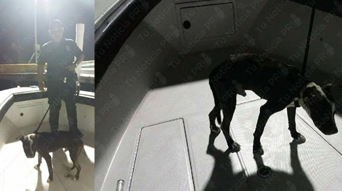 Video: Se unen Policias estatales y municipales de San Juan para rescatar un perro en Rio Puerto Nuevo