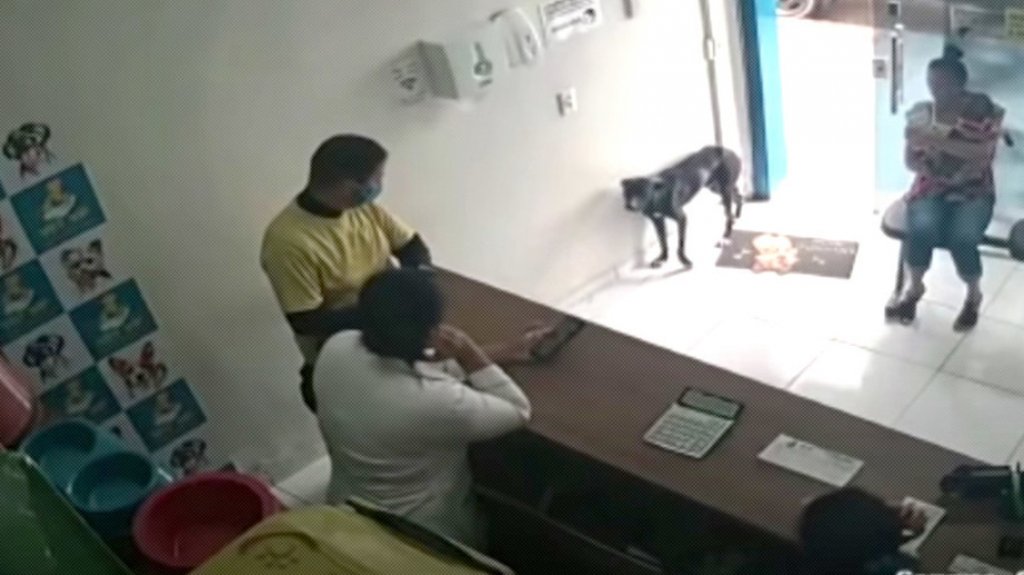  VIDEO: Un perro callejero entra en una clínica veterinaria y muestra su pata lesionada para "pedir ayuda" 
