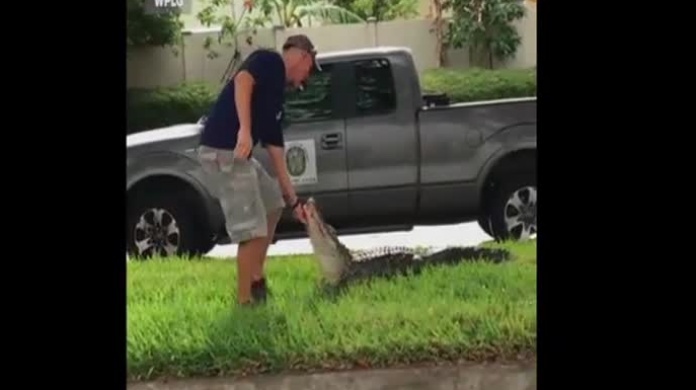 Video: Atrapa un caimÃ¡n en la Florida y termina dÃ¡ndole un beso 