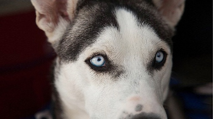 Video: Un 'husky' en China vuelve a andar con patas ortopédicas tras perder las suyas