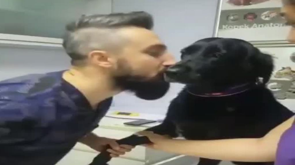  Video: Un perro que se convirtió en el paciente que quiere cualquier veterinario quiere tener 