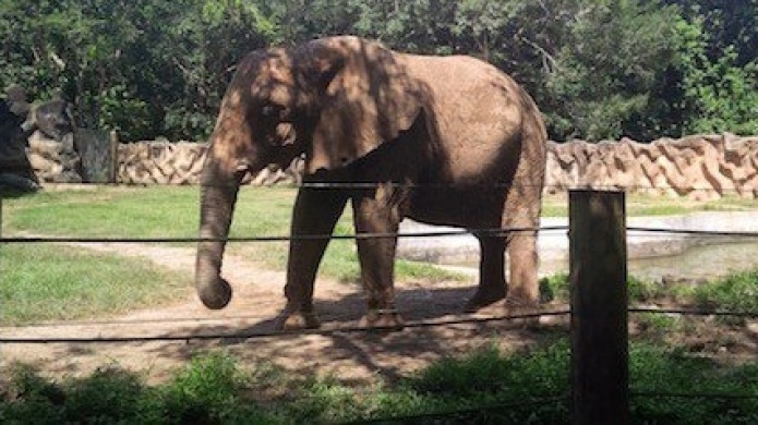 Expertos buscarÃ¡n soluciones a la situaciÃ³n del zoolÃ³gico de MayagÃ¼ez, entre ellas Carla Capalli y Susan Soltero