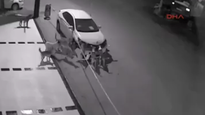 Video: JaurÃ­a de perros hacen cantos un carro y hasta el "bumper" le llevan 