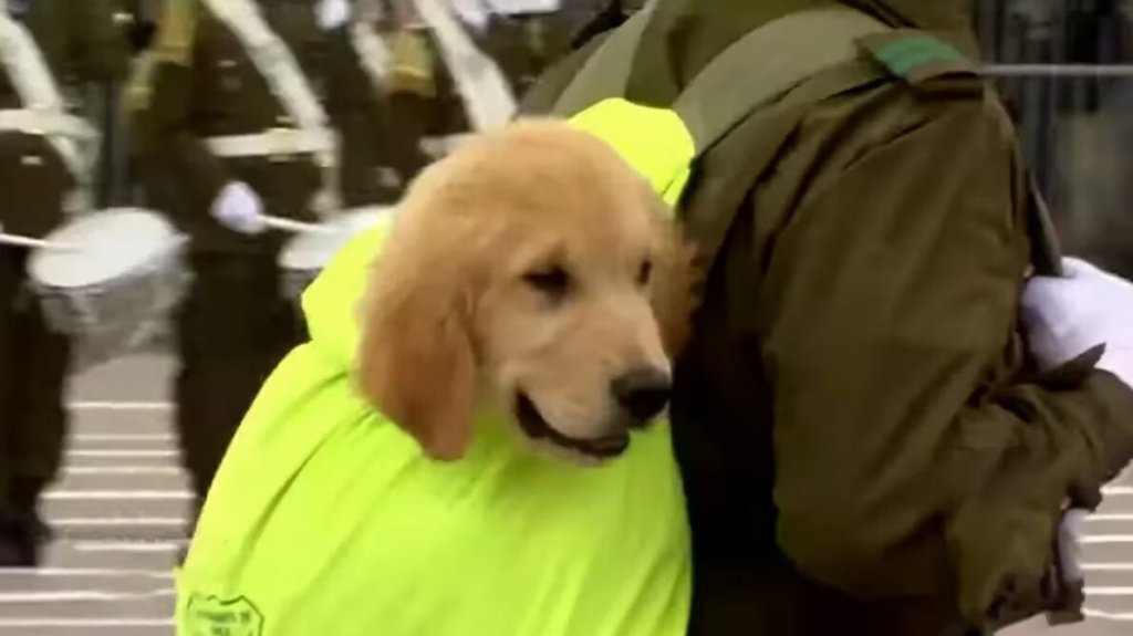  Video: Los perros de los Carabineros se robaron la atención en el desfile militar por la independencia de Chile 