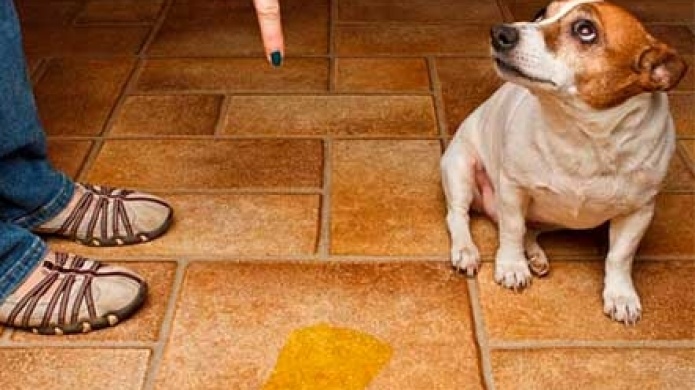 Sale a la calle... !pero se orina en casa!