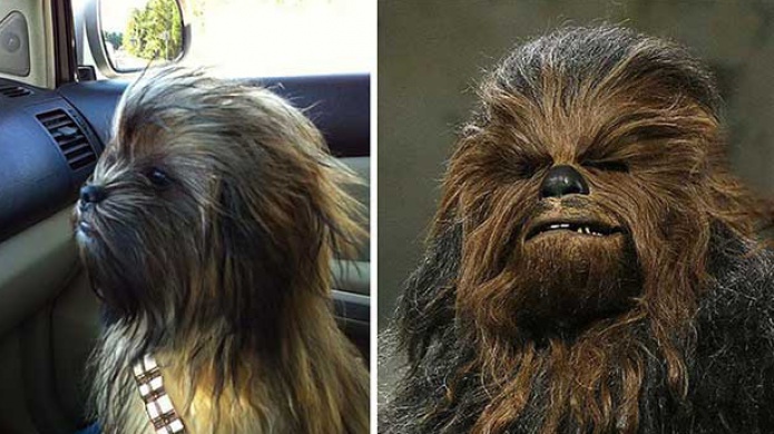 20 Perros que parecen algo mÃ¡s