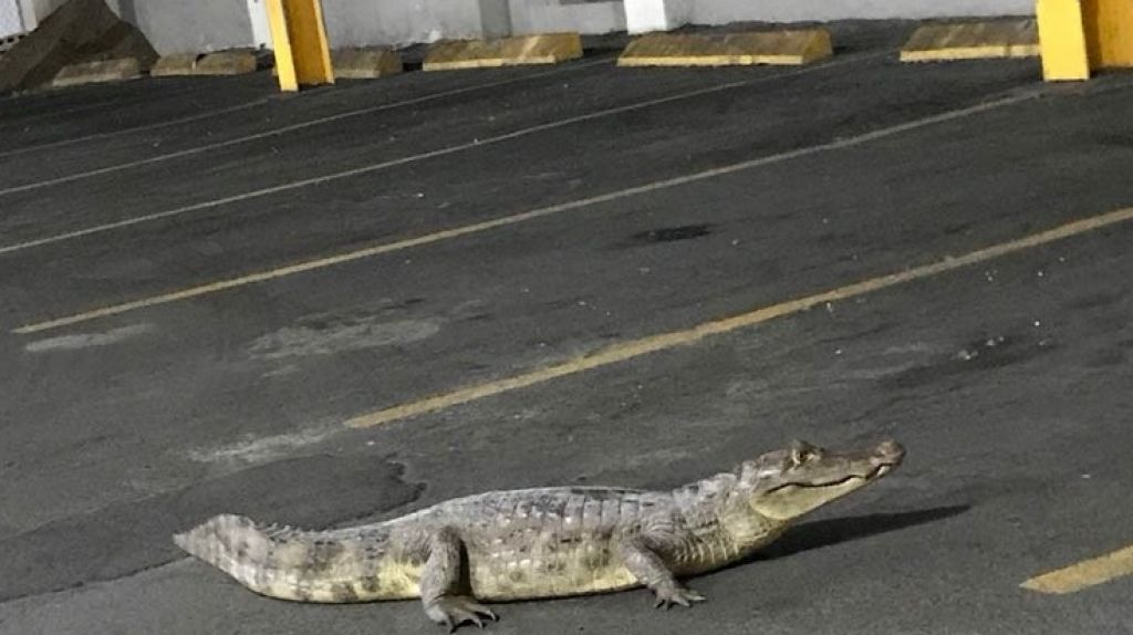 Captan gigantesco caimán en estacionamiento de plan medico en Santurce 