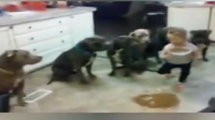 Video: Una niÃ±a de 6 aÃ±os, controla 6 perros de la raza Pit Bull 