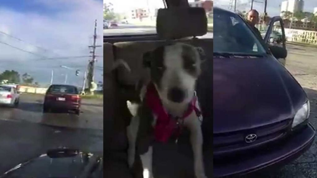  Video: Joven interceptó a hombre que abandonó cruelmente a una perrita en la calle  