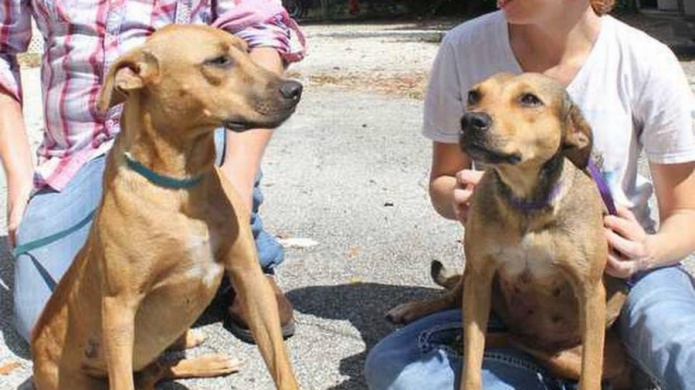 Dos perros balseros se recuperan de su travesÃ­a en los Cayos