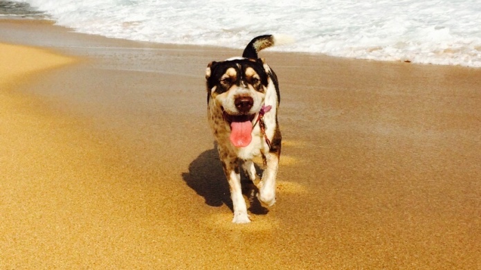 Sobre medio millar de negocios en la isla son "petfriendly"