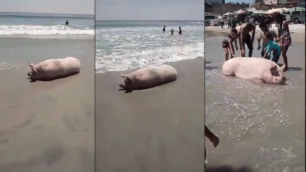  Video: Lechón bien alimentado, causa sensación en la playa de Combate 