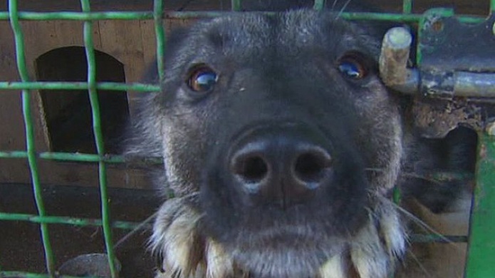 La gente y los perros comparten la lucha desesperada por sobrevivir en Ucrania