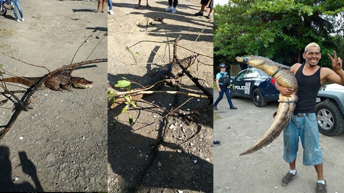 Video: Ciudadanos atrapan caimÃ¡n en Hato Rey  